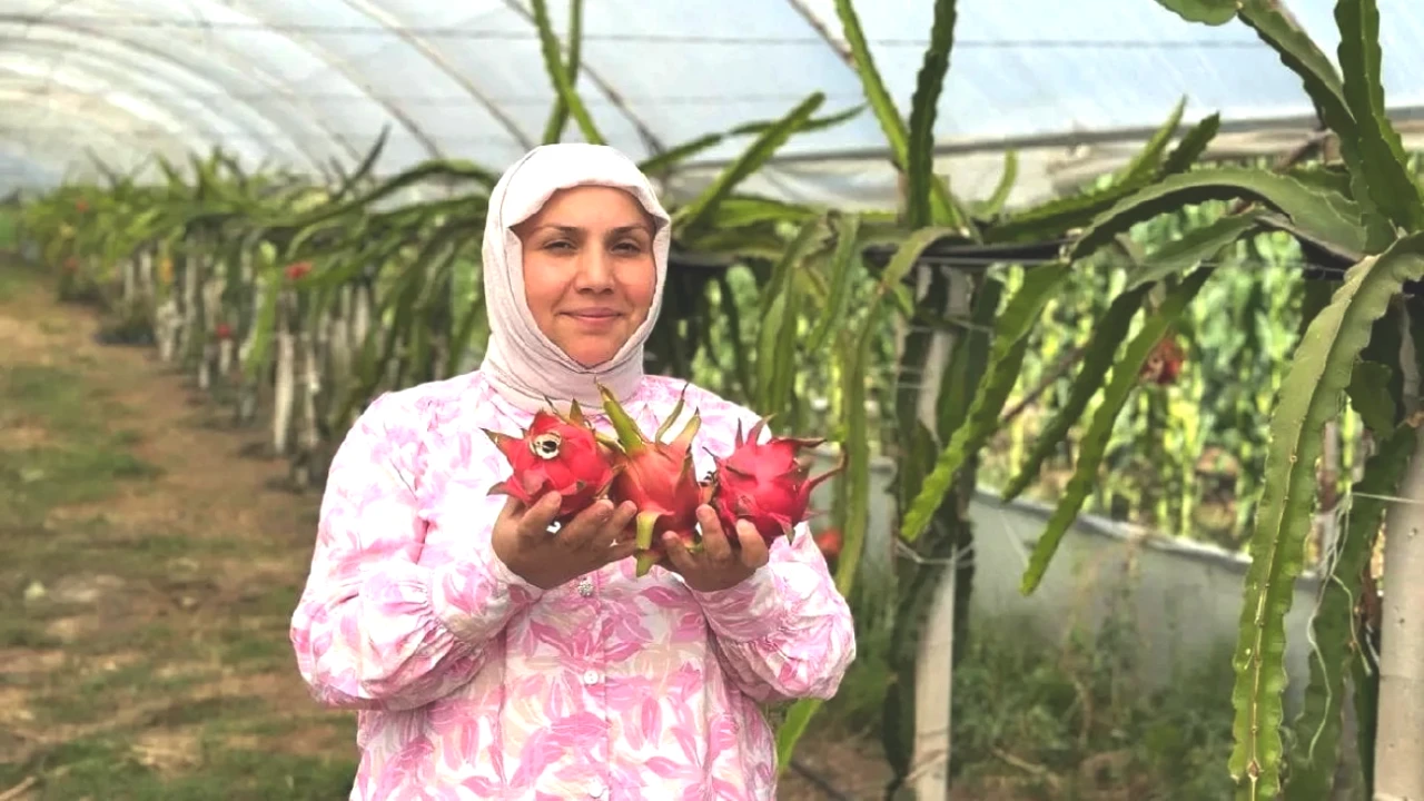 Her Yerde Konuşuluyor! Kilosu 250 TL'den Satılan Bu Ürün 480 Metrekarelik Hasat Alanında!