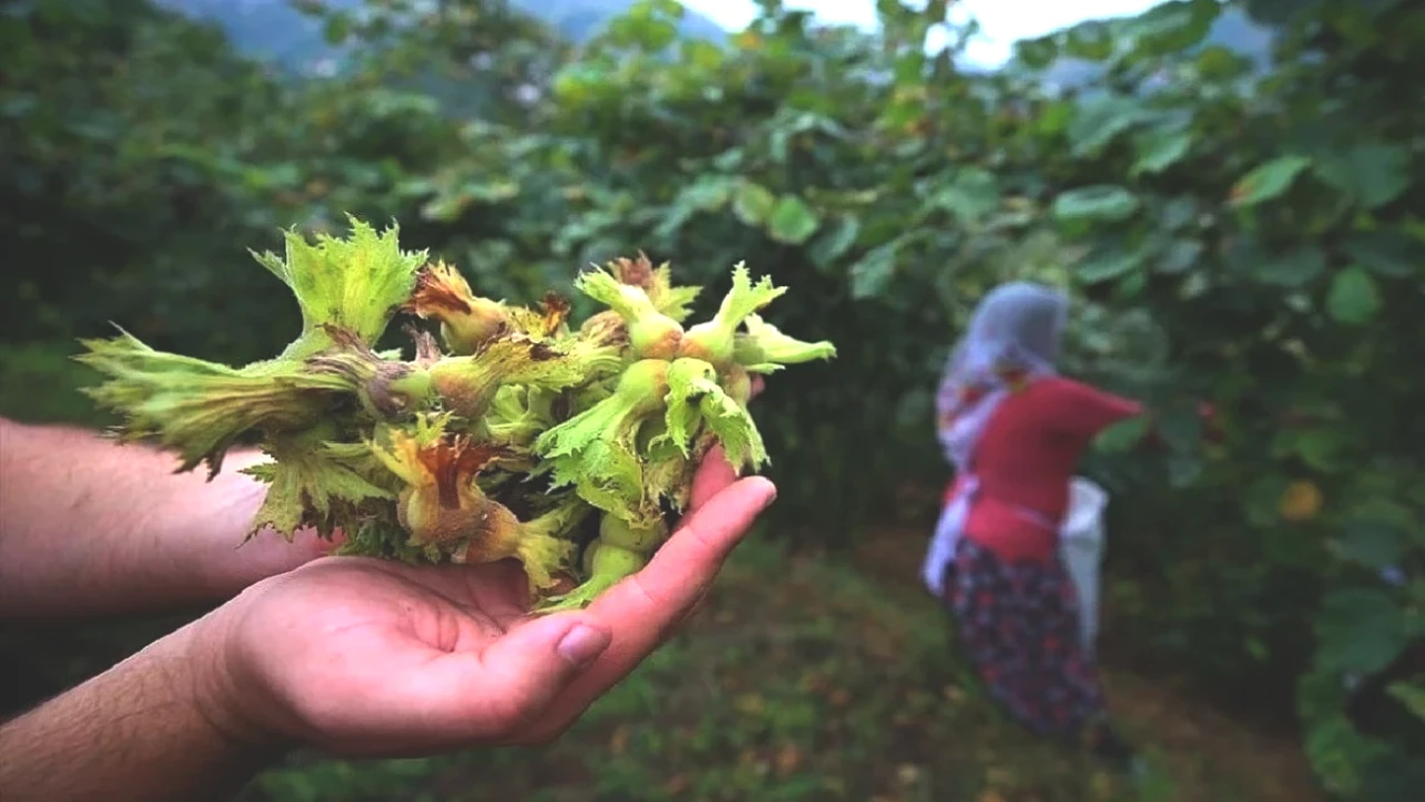 Karadeniz'in Fındık Başkenti Belli Oldu! Hangi İl Zirveye Çıktı?