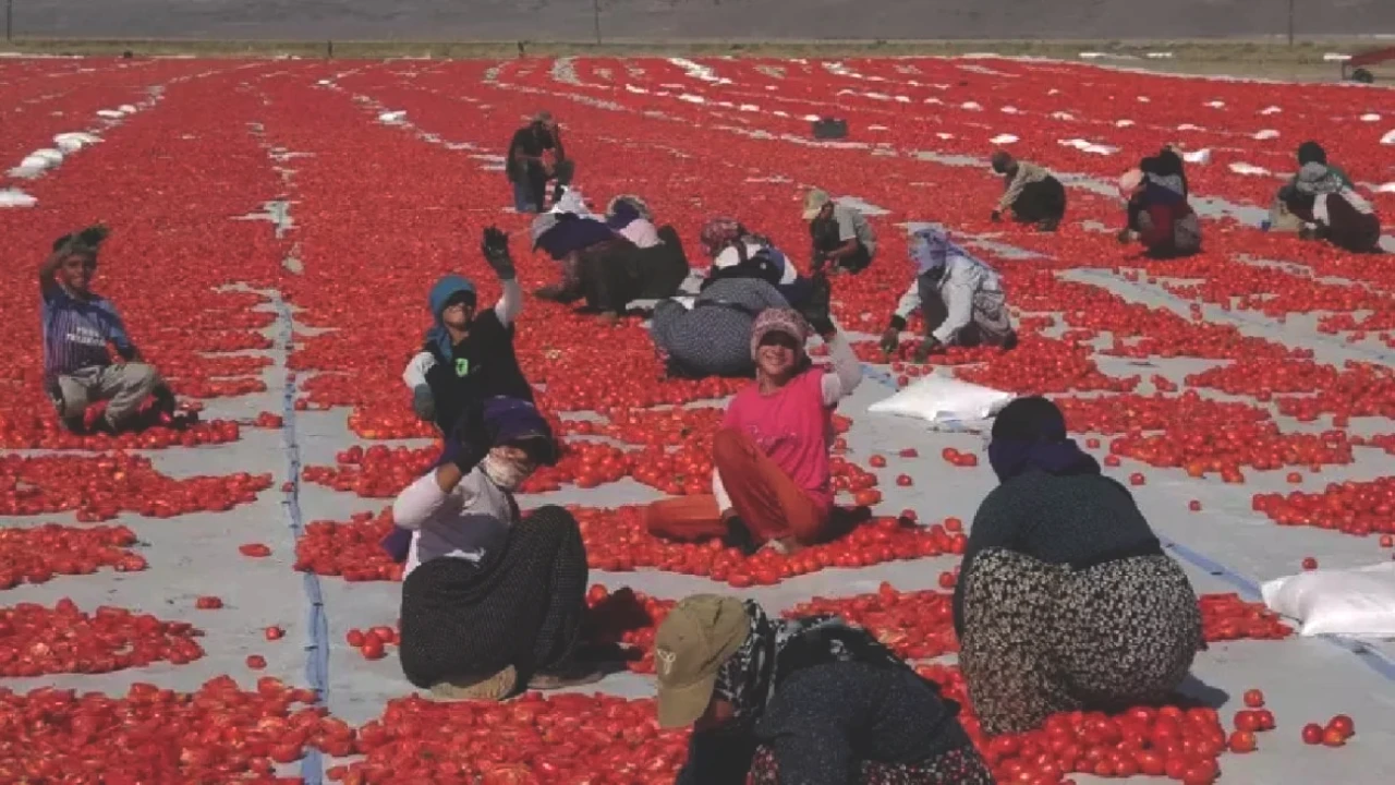 Türkiye'nin Açık Hava Fabrikası, İtalyan Lezzetlerini 9 Ülkeye Taşıyor!